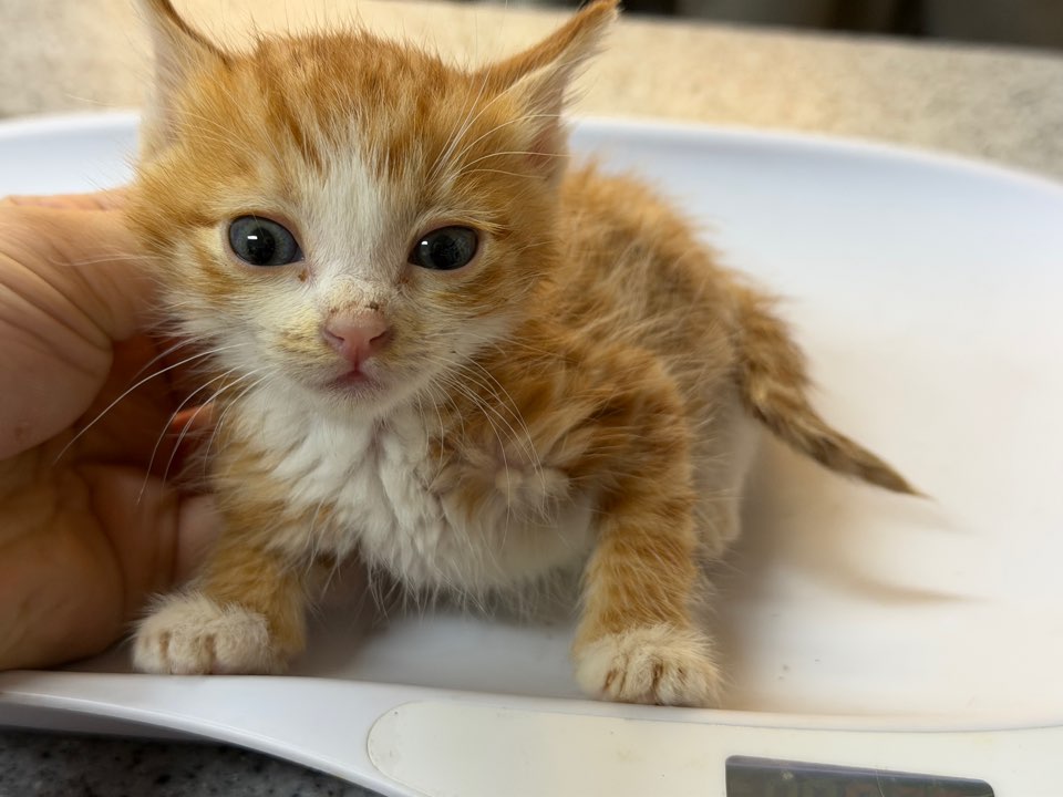 다나동물병원_429363202500906